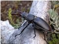 Lucanus cervus